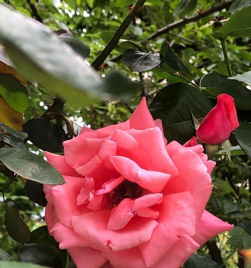 渐变月季花语代表什么？
