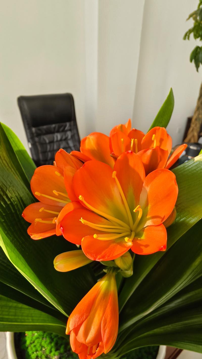 君子兰的吉祥寓意和花语是什么？君子兰代表什么花语？