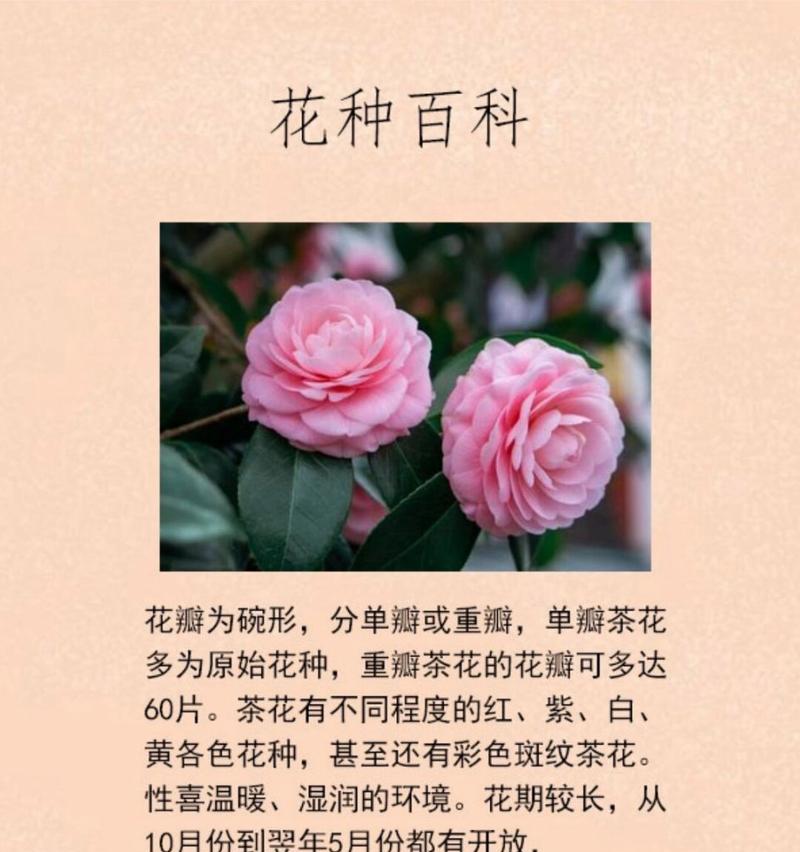 山茶花水晶花语是什么？龙床花的寓意和花语是什么？