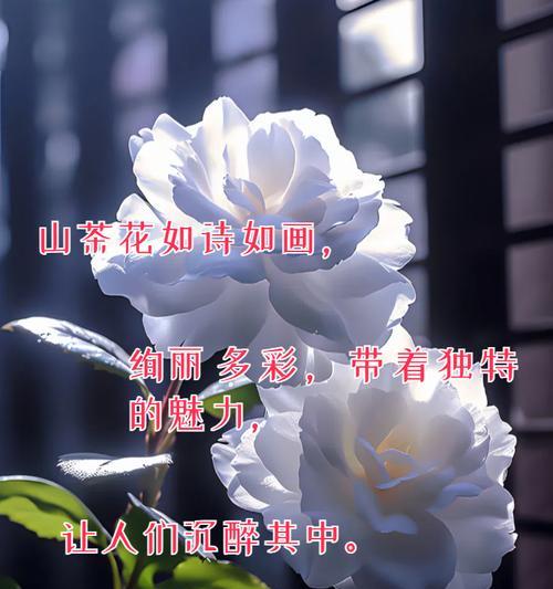 山茶花水晶花语是什么？龙床花的寓意和花语是什么？