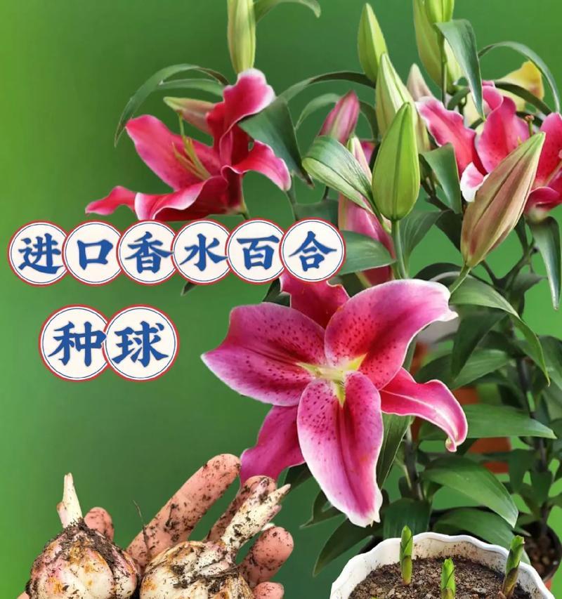 人造香水百合的花语有何特别？