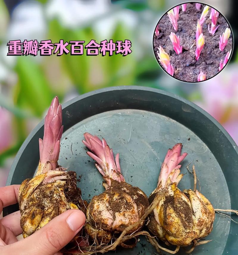 人造香水百合的花语有何特别？