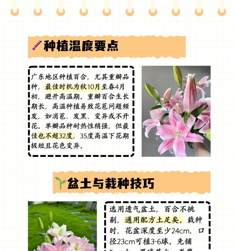 人造香水百合的花语有何特别？