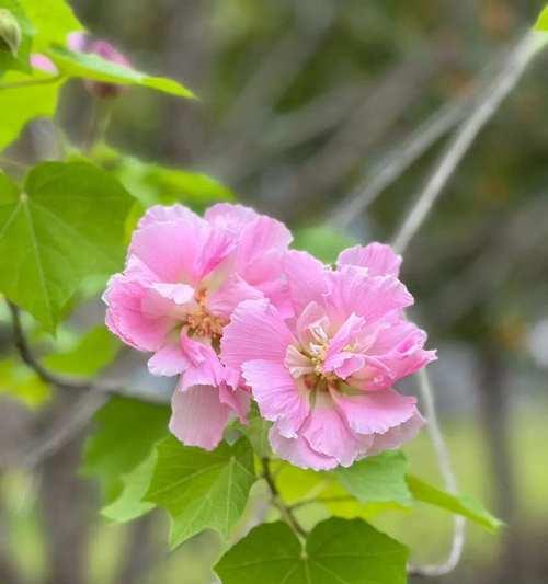 白木芙蓉的花语代表什么？芙蓉花的含义有哪些？