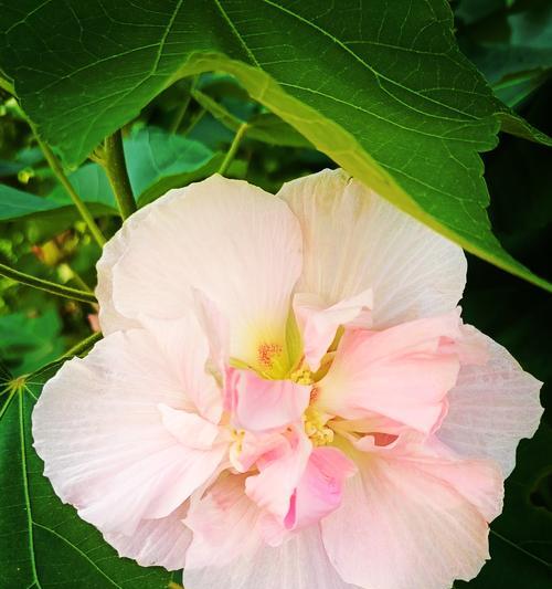 白木芙蓉的花语代表什么？芙蓉花的含义有哪些？