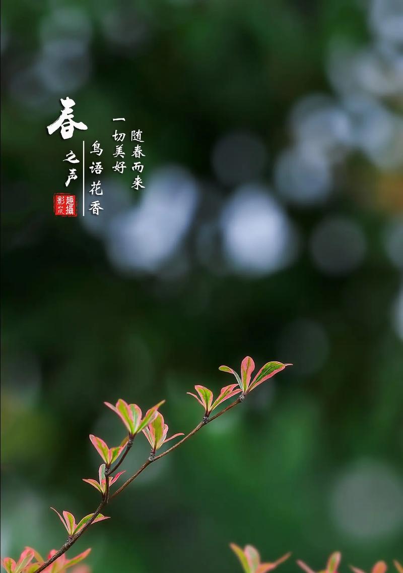紫竹的花语是什么？它象征着哪些意义？