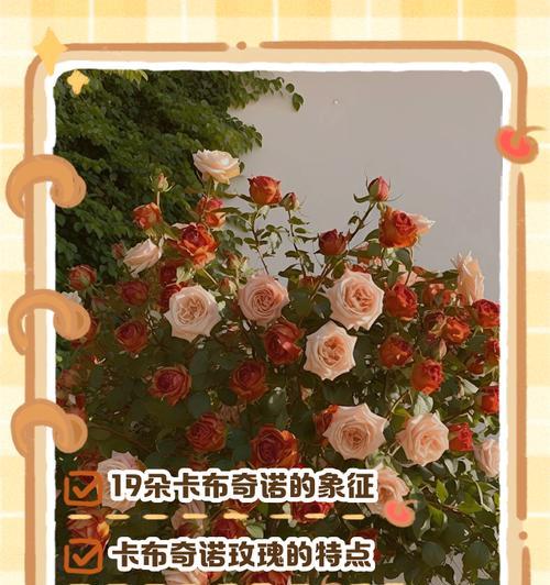 19朵玫瑰代表什么花语？19朵玫瑰有何特殊含义？