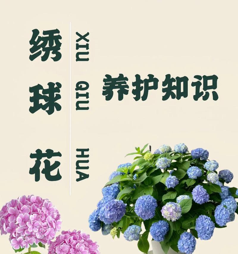 蓝边绣球花语寓意有何独特之处？