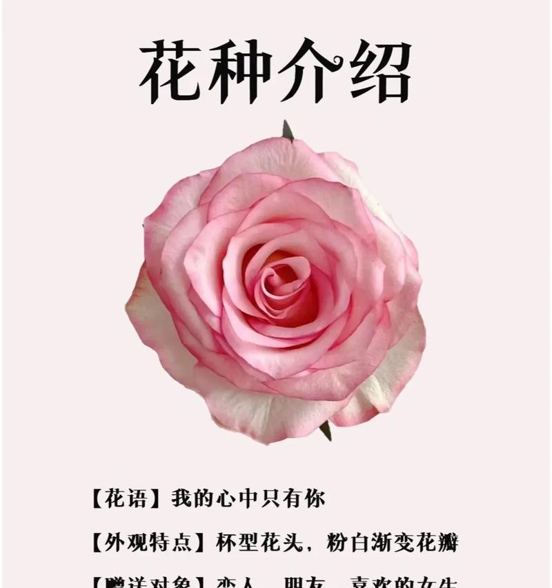 一枝玫瑰的花语是什么？如何用玫瑰花语表达爱意？