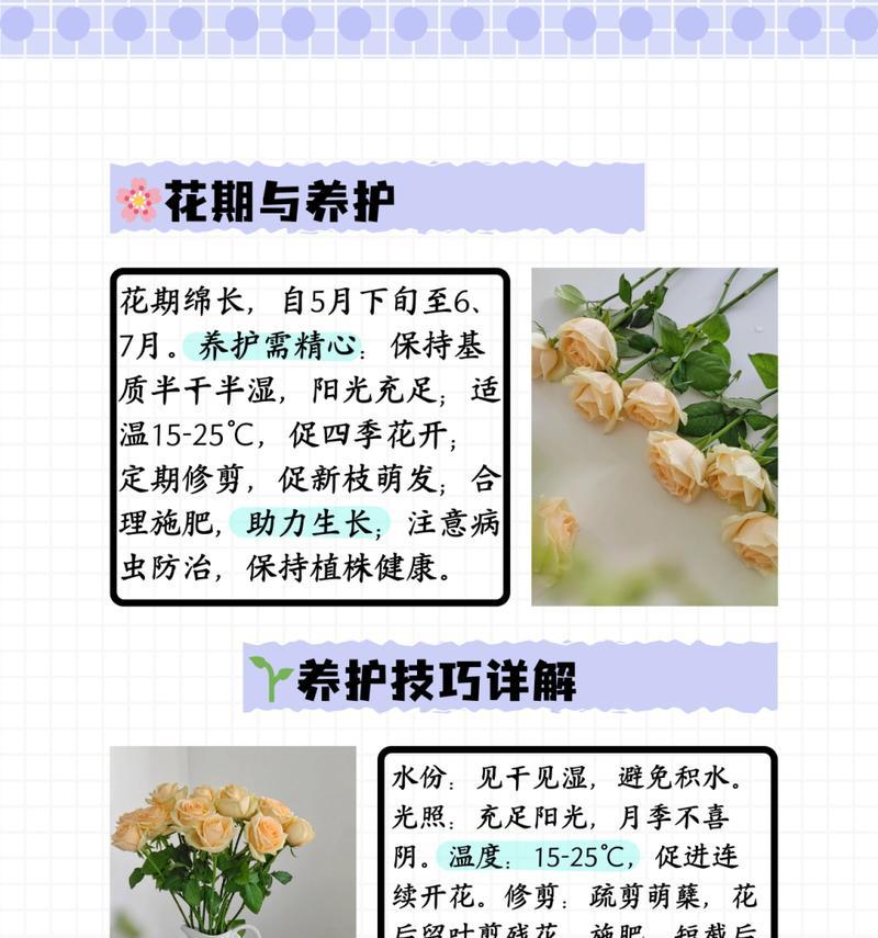青玫瑰代表什么花语？