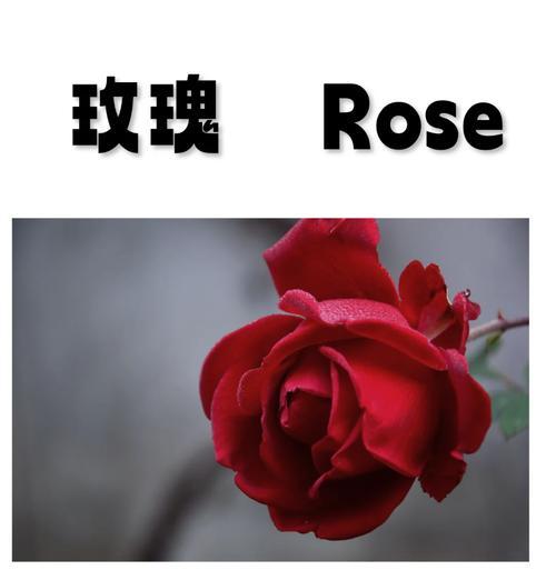 青玫瑰代表什么花语？