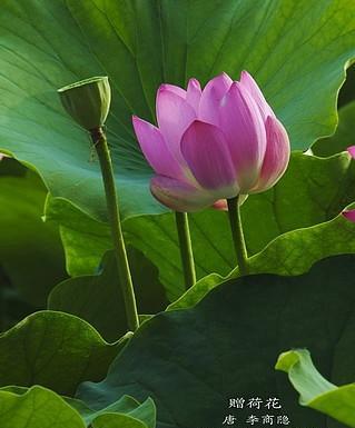 美满花语与莲韵有何不同？