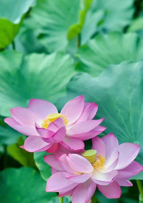 美满花语与莲韵有何不同？