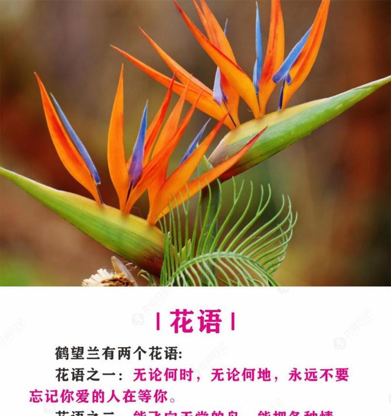 “花语心愿”这个概念具体指什么？