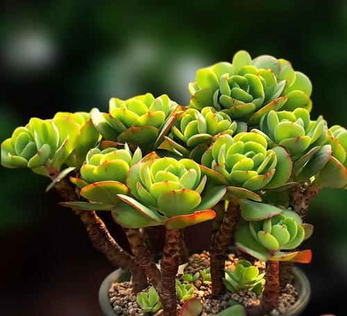 “花语心愿”这个概念具体指什么？