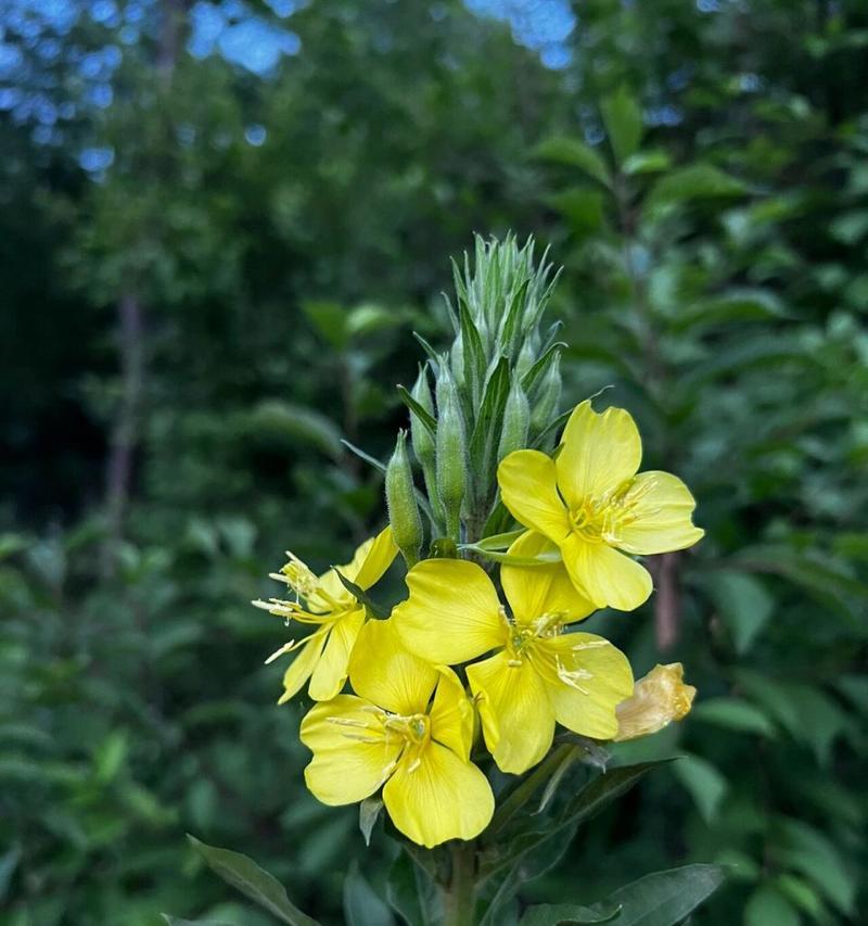 月见草花代表的花语是什么？