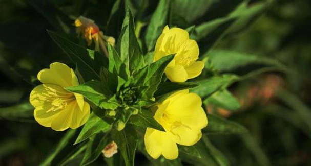 月见草花代表的花语是什么？