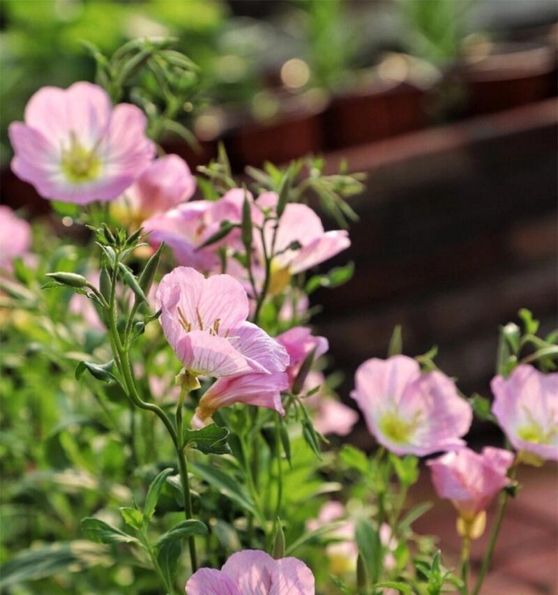 月见草花代表的花语是什么？