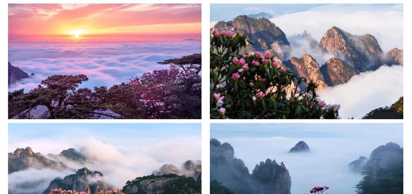 黄山杜鹃花的寓意有哪些？花语中黄山杜鹃代表什么？