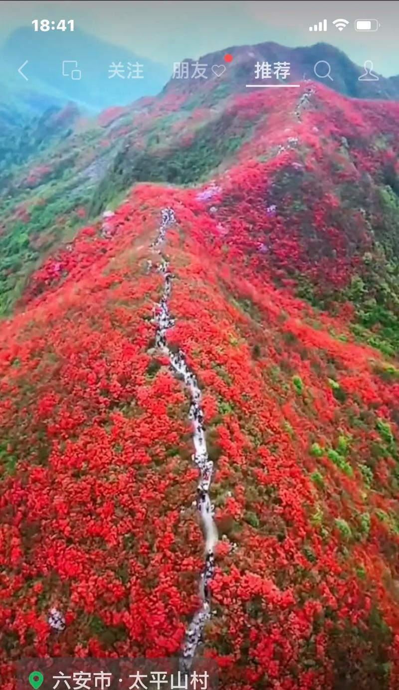 黄山杜鹃花的寓意有哪些？花语中黄山杜鹃代表什么？