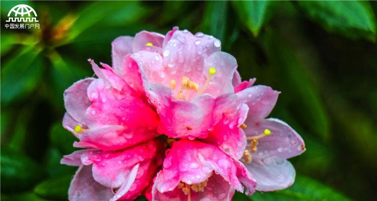 黄山杜鹃花的寓意有哪些？花语中黄山杜鹃代表什么？