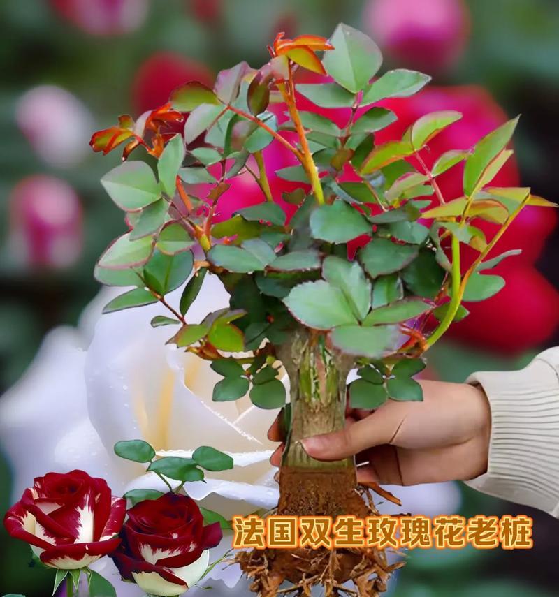 玫瑰花与树搭配的寓意是什么？玫瑰花树组合的花语是什么？