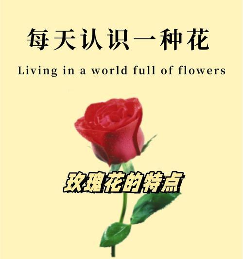 紫丹花代表的意义是什么？