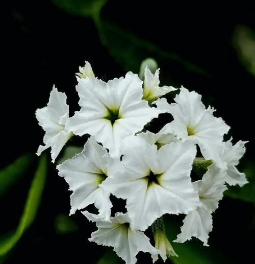 紫丹花代表的意义是什么？