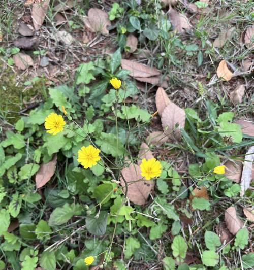 天然菜的花语有何特别之处？它象征着什么？