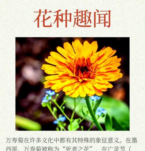 天然菜的花语有何特别之处？它象征着什么？