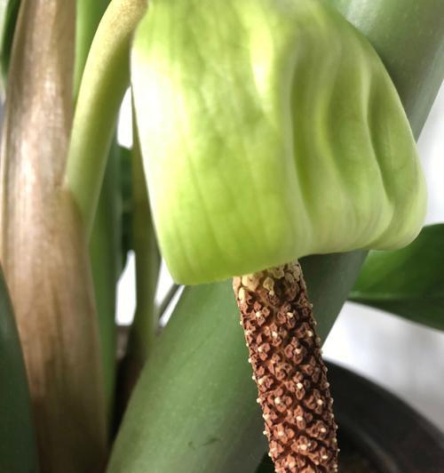 金钱树开花预示着什么？花语有哪些？