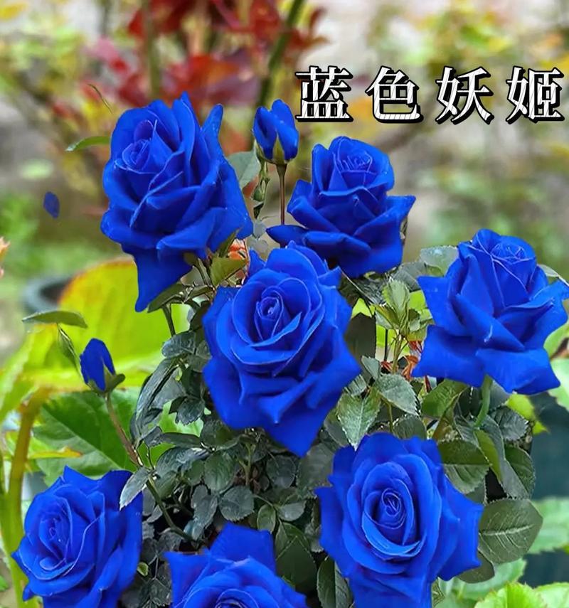 蓝色妖精的花语有哪些含义？