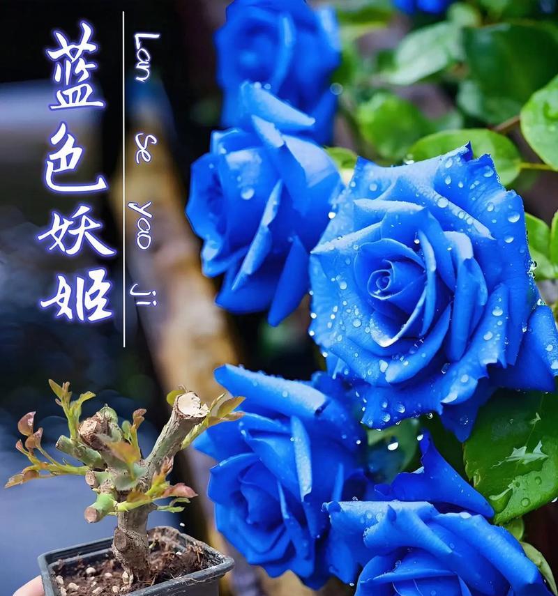 蓝色妖精的花语有哪些含义？