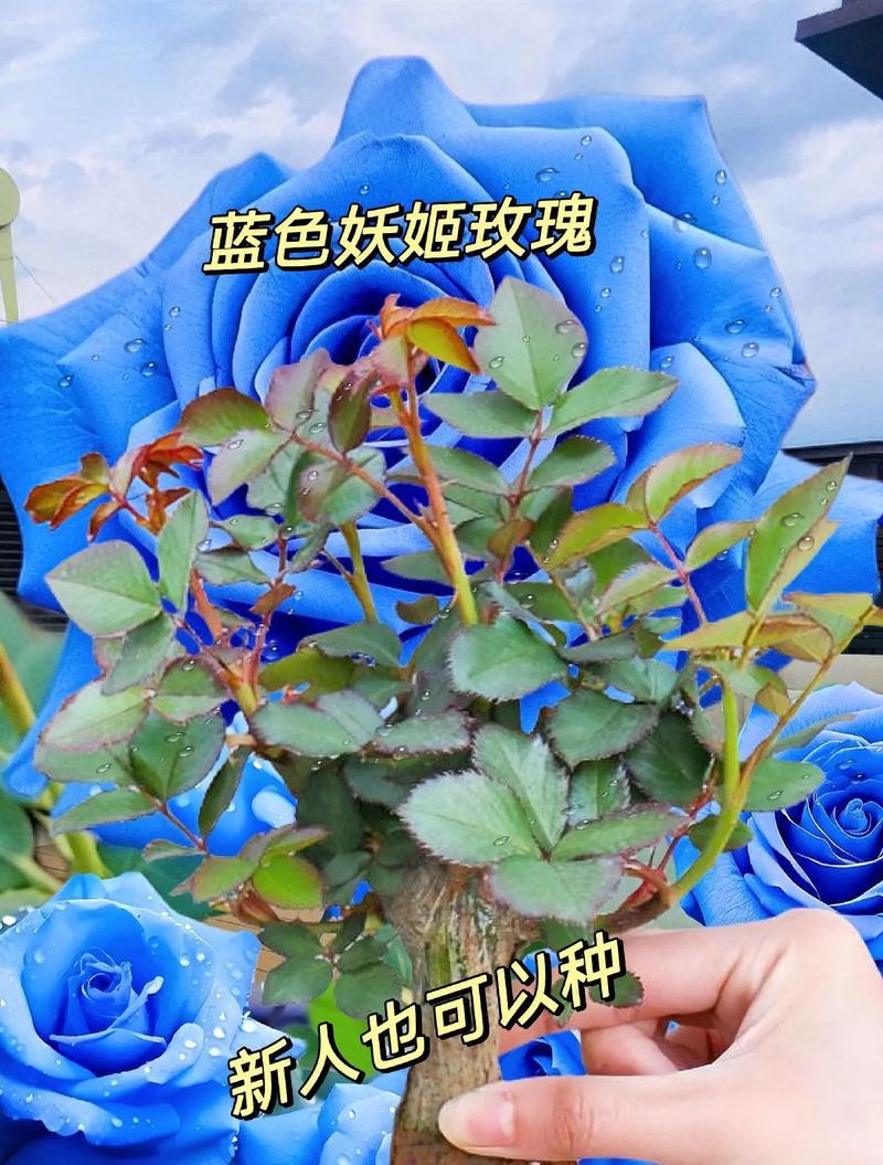 蓝色妖精的花语有哪些含义？