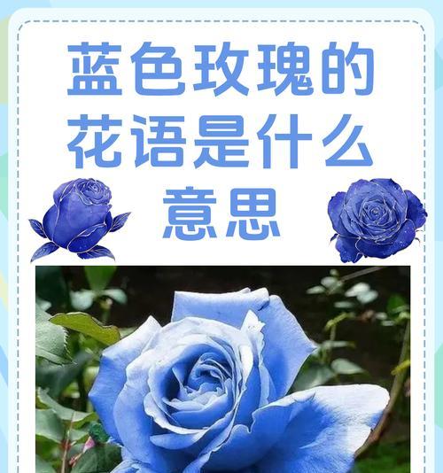 在英国送玫瑰花给女性代表什么？英国玫瑰花的花语是什么？