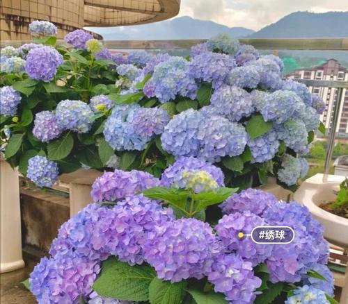 春天的花朵花语是什么？春天的花语有哪些？