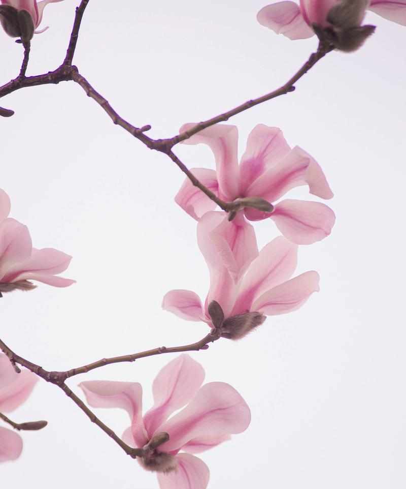 春天的花朵花语是什么？春天的花语有哪些？