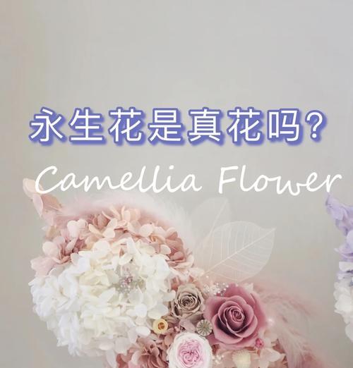 永不凋零的花语代表什么？