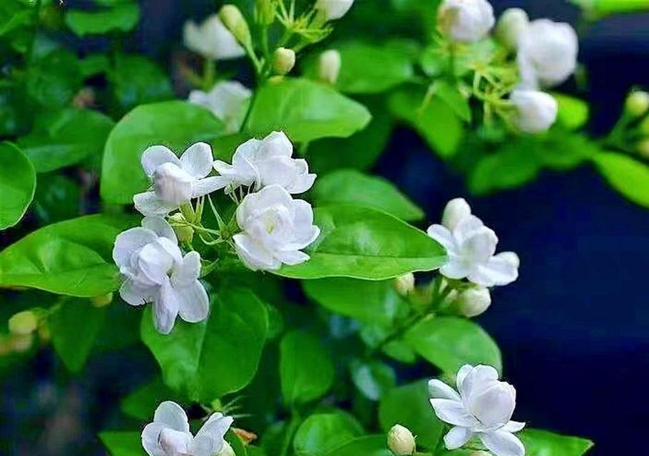 夏季摆放哪种花的花语最吸引人？