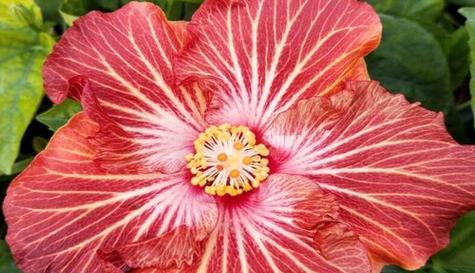 扶桑花的花语是什么？扶桑花的养护方法是什么？