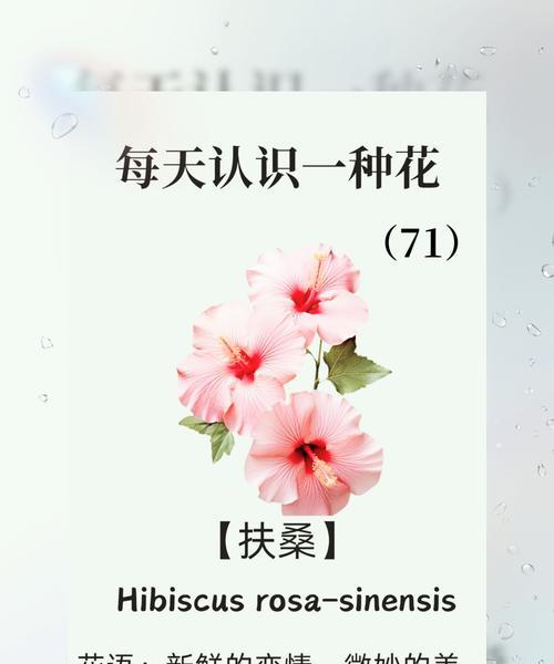 扶桑花的花语是什么？扶桑花的养护方法是什么？
