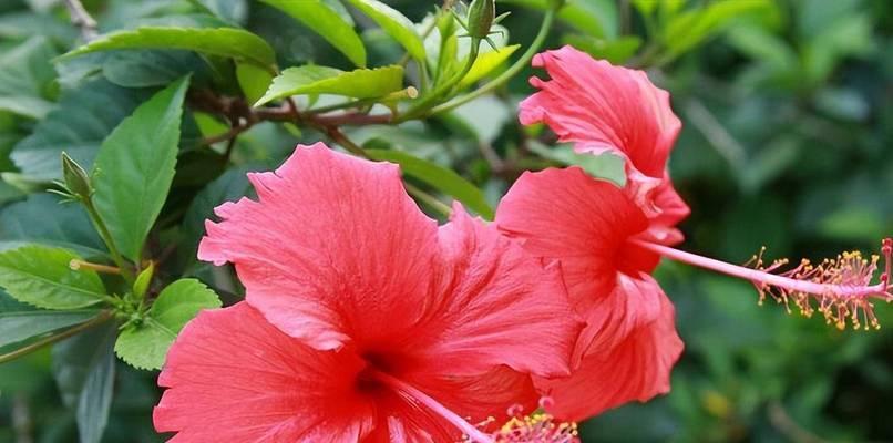 扶桑花的花语是什么？扶桑花的养护方法是什么？