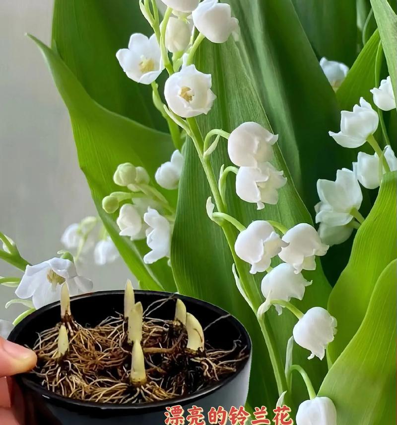 哪种花的花语能避免生气？