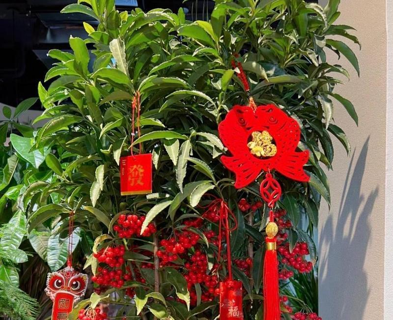 哪种花的花语能避免生气？