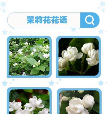 混色茉莉的花语是什么意思？它象征着什么？