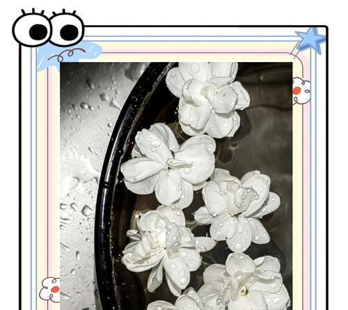 混色茉莉的花语是什么意思？它象征着什么？