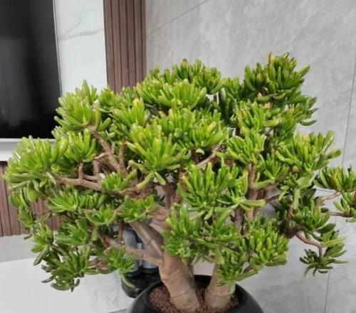 大棵吸财树花语是什么？吸财树象征着什么？