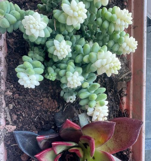 肉莲多肉植物的花语有何特别之处？