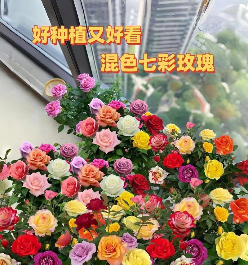 七彩玫瑰花语是什么意思？李子七彩玫瑰有何特别含义？