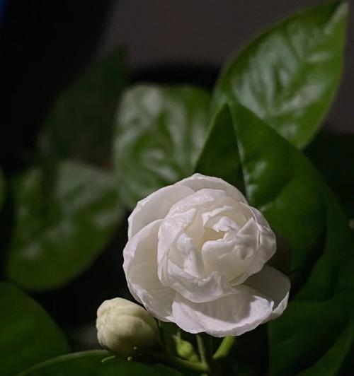和水仙花语相近的植物是什么？茉莉多丁的花语是什么？